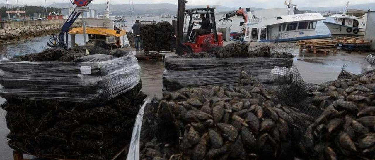 Descarga de mejillón en el puerto de A Illa. // Noé Parga