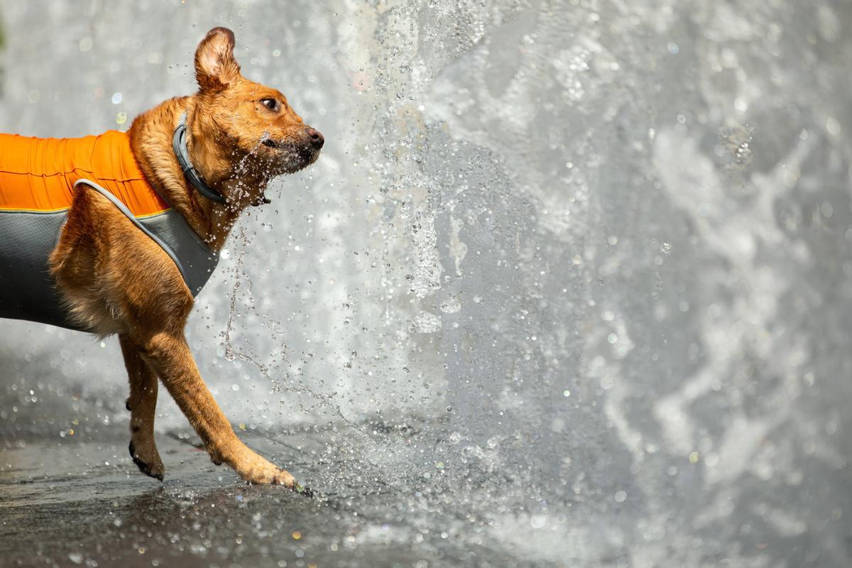 MTI103. BUDAPEST (HUNGRÍA), 12/06/2019.- Un perro bebe agua de una fuente en Budapest, Hungría, este miércoles. Hungría ha emitido la alerta de calor hasta el próximo 16 de junio. EFE/ Balazs Mohai PROHIBIDO SU USO EN HUNGRÍA