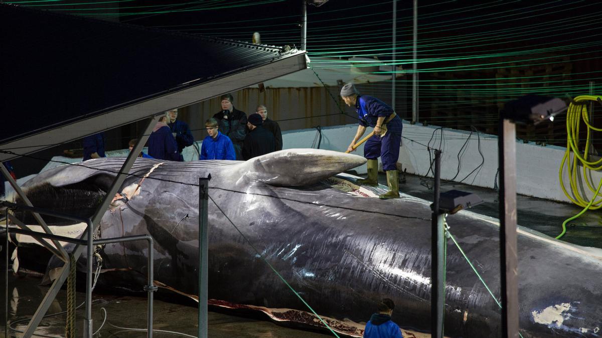 Despiece de una ballena en Islandia
