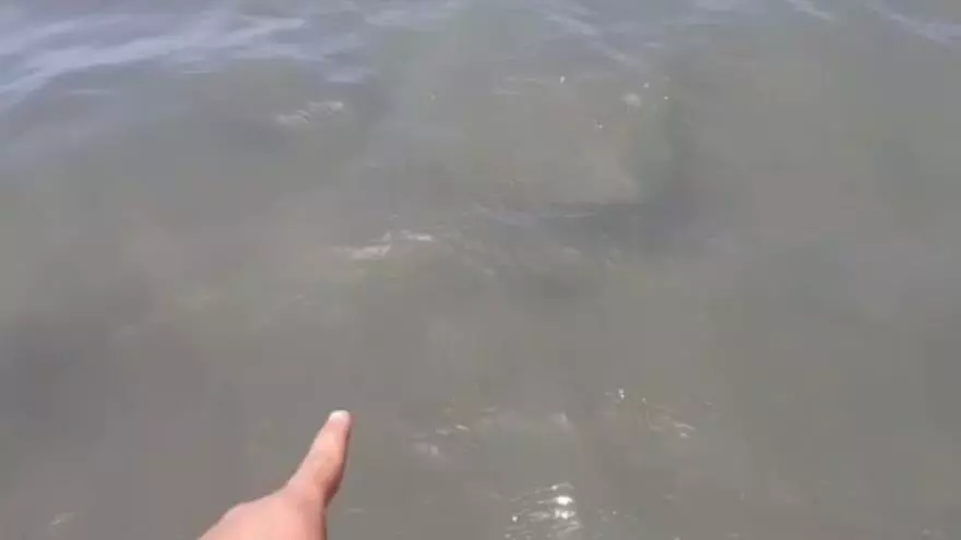 Un grupo de mantas sorprenden a bañistas en Las Burras
