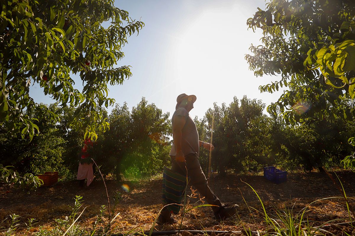 La finca La Veguilla se encuentra en plena recolección