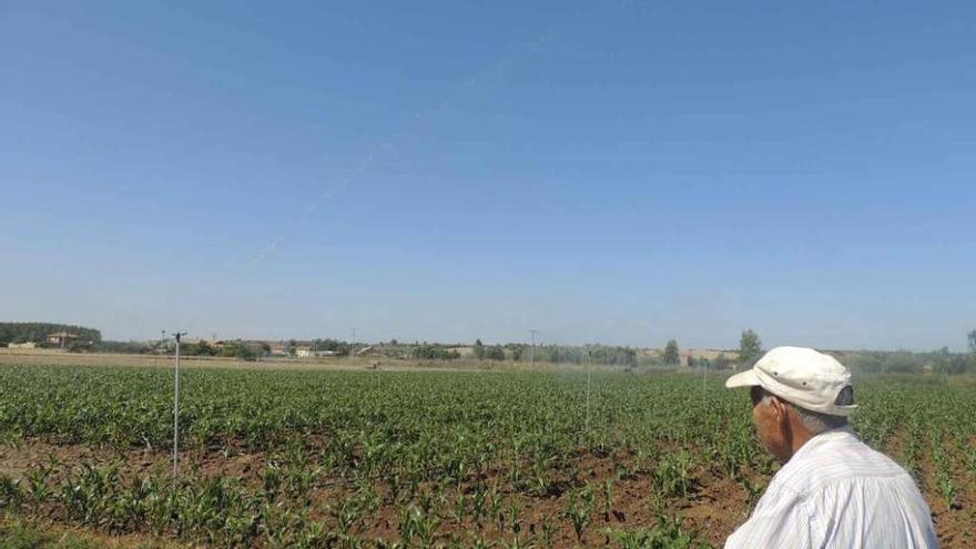 Un agricultor en su parcela en Paladinos.