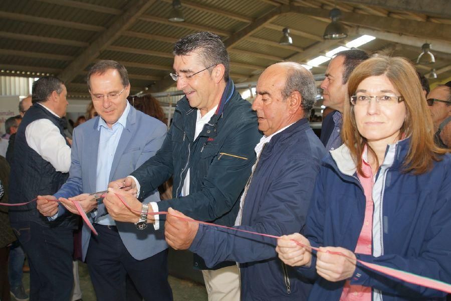 Feria del burro en San Vitero y romería