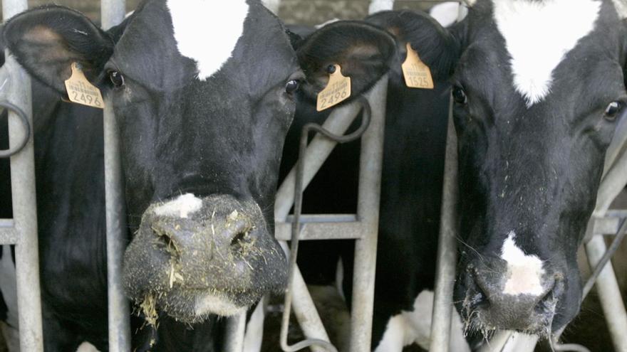 La industria láctea consuma en abril una rebaja del 10% en el precio que abona a los ganaderos