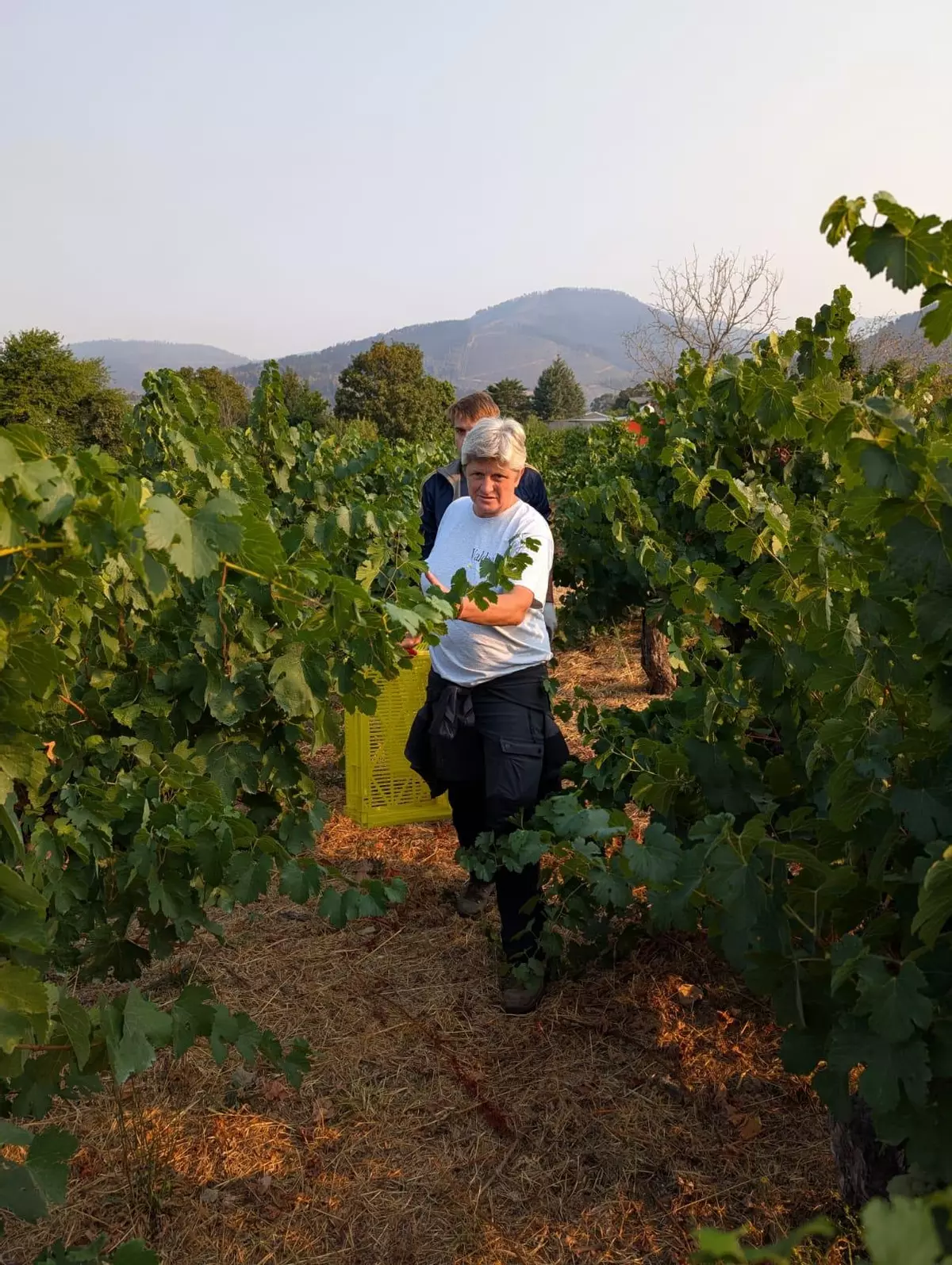 Valdeorras abre una vendimia «milagrosa» en un paisaje calcinado