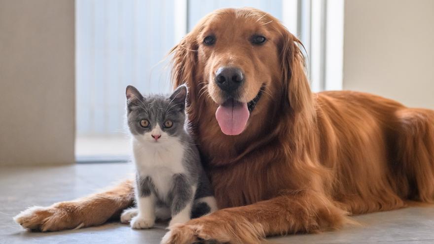 Adiós a los pelos de perros y gatos en la ropa: mete esto en la lavadora y desaparecerán