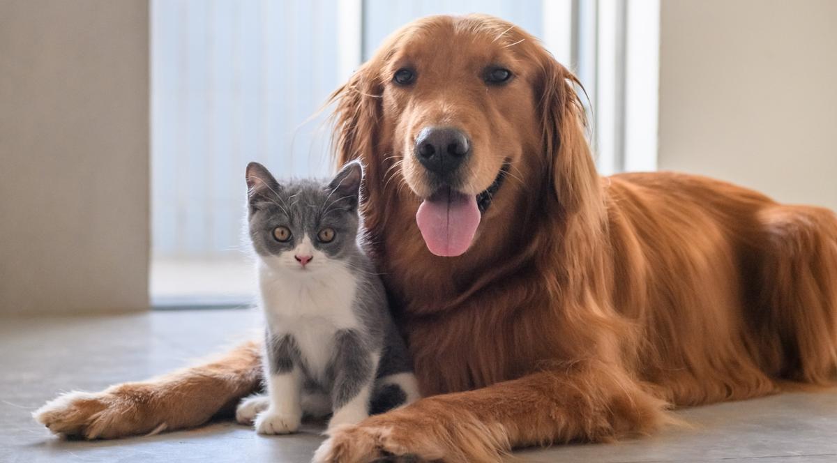 Las mascotas también sufren las garrapatas