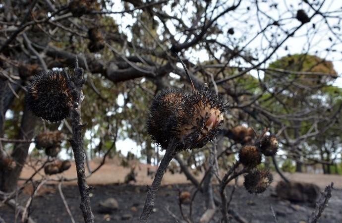 INCENDIO CUMBRE