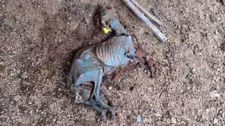 El incendio de Ávila destapa un posible caso de maltrato animal: hallan decenas de animales muertos en una finca