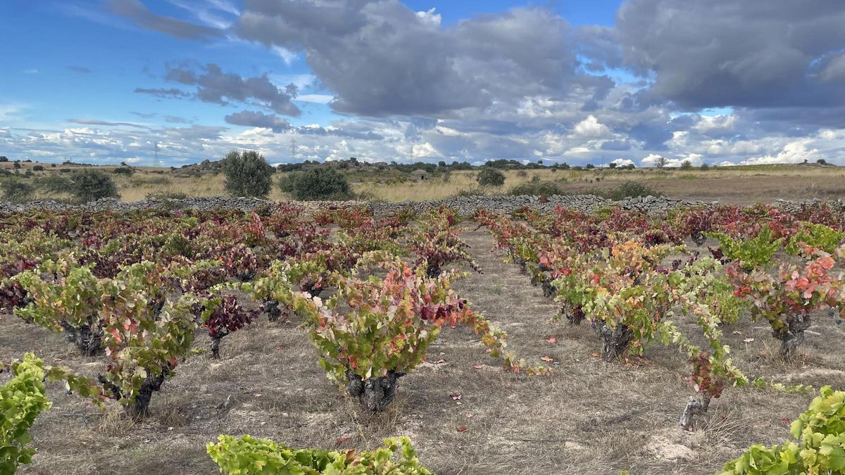 Viñedos de la bodega Frontio en Fermoselle (Zamora)