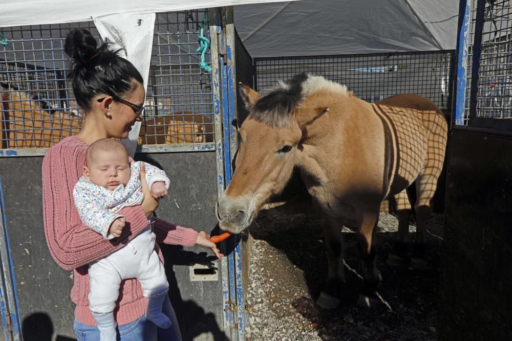 Un circo con animales en Alfafar, el único en la Comunitat