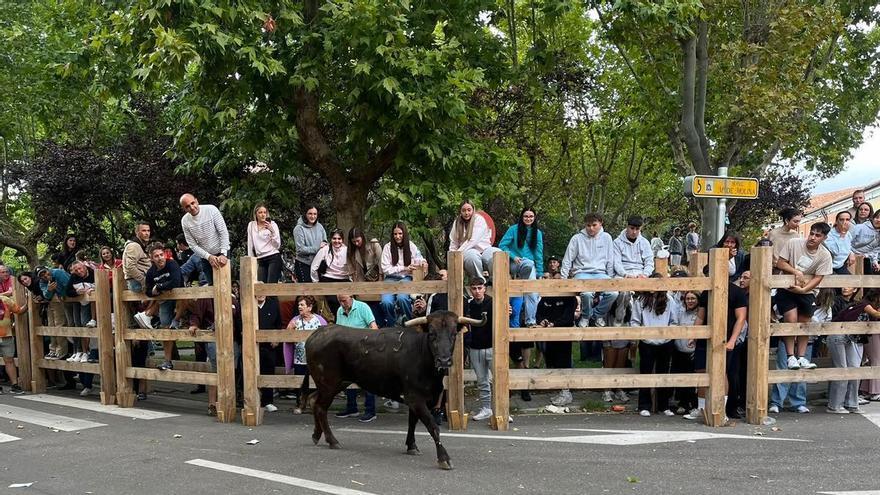 VÍDEO | Encierro de vaquillas por las calles de Toro