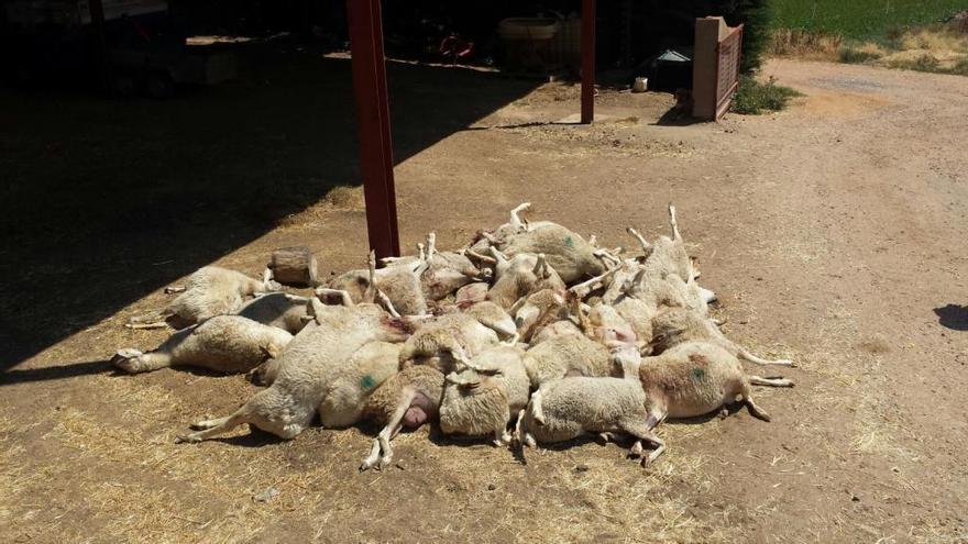 Ovejas muertas por un ataque de lobos en San Miguel de la Ribera.