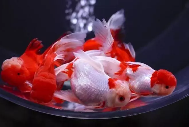 Acuaris artístics al Japó