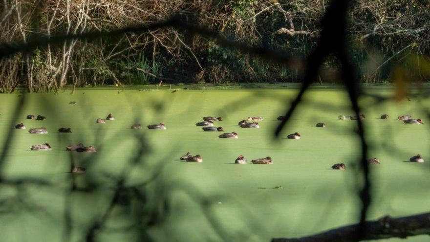 Invasoras y vertidos amenazan el principal refugio de especies vulnerables de Sada