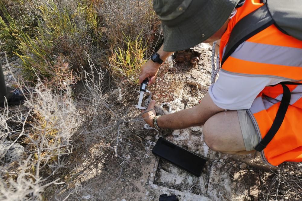 El Ayuntamiento de Torrevieja y la Conselleria de Medio Ambiente realizaron el anillamiento anual de la colonia de gaviotas establecida en el saladar de la laguna de Torrevieja con la ayuda de 30 volu