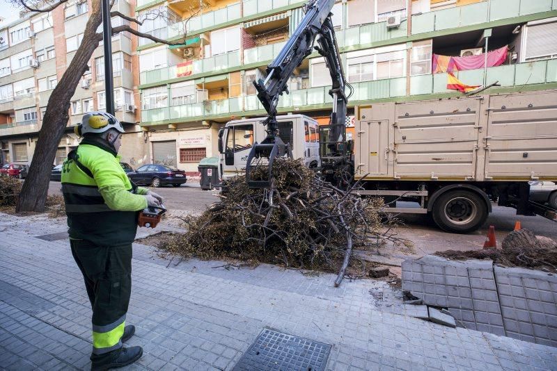 Árbol caído en la Calle Escultor Palao