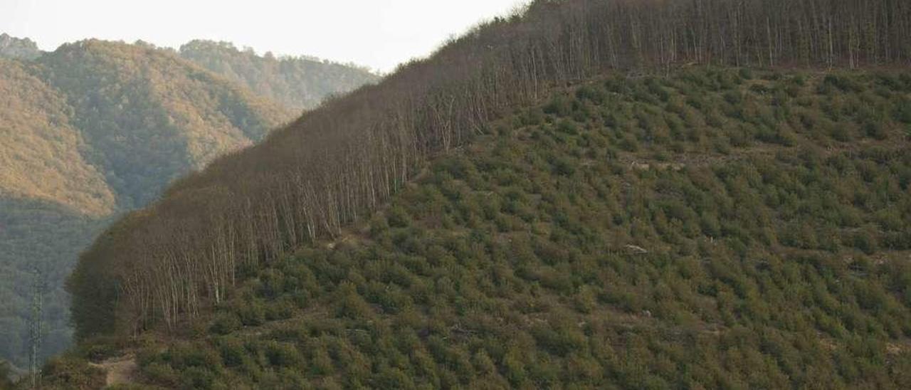 La zona frente a Linares, en Caso (parque natural de Redes), donde se realizaron talas de castaño hace un año.