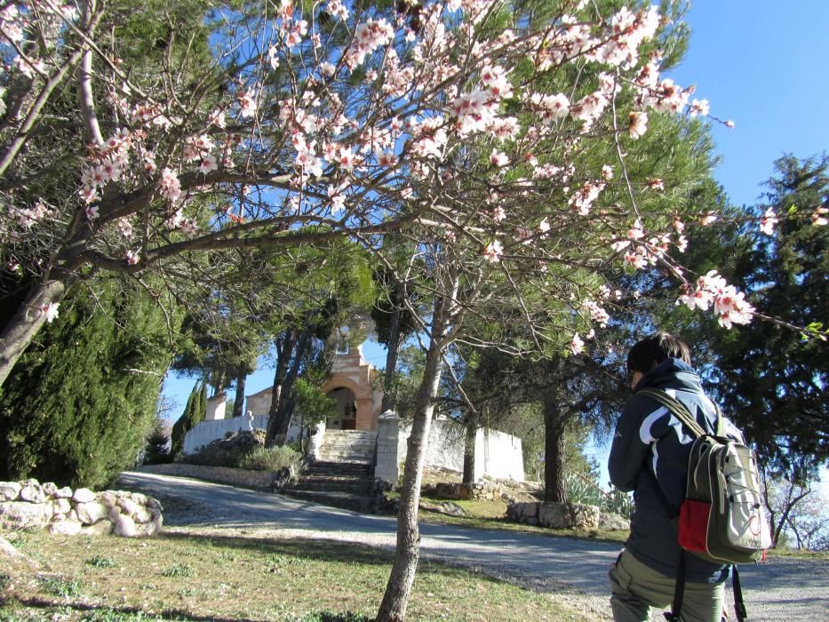 Almendros en flor en Planes