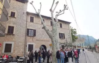 Sóller talará dos grandes árboles por el riesgo para peatones