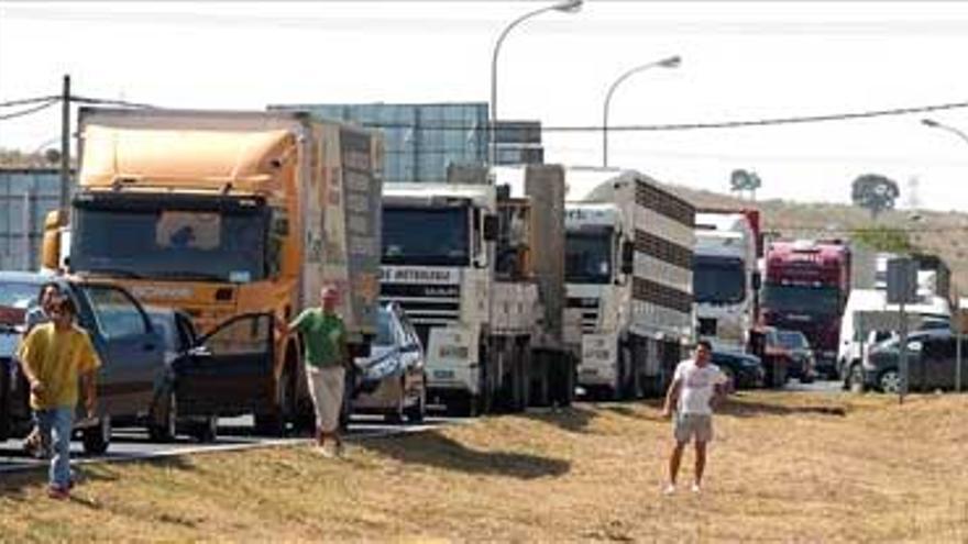 La caída de vacas muertas de un camión colapsa el tráfico