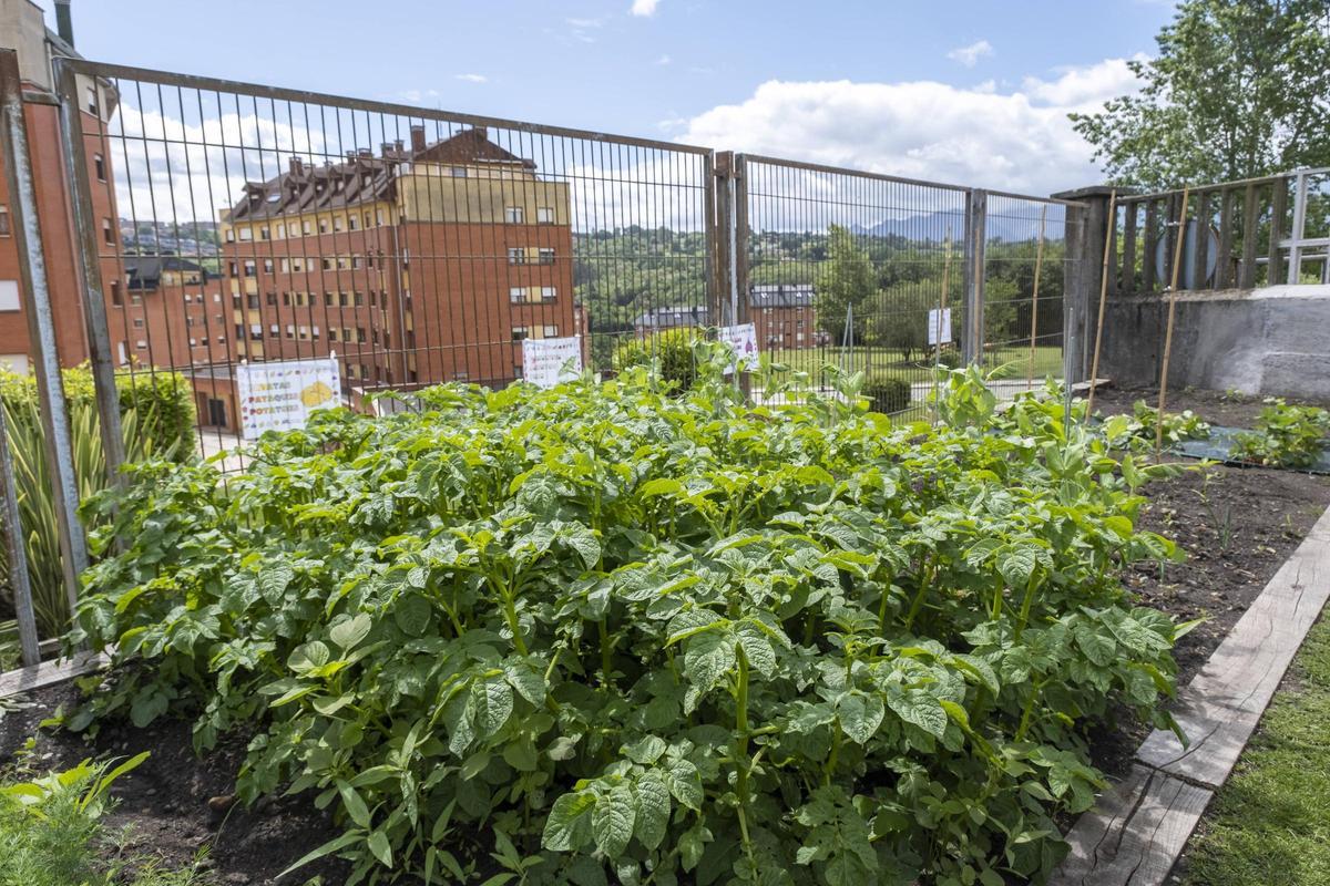 En imágenes | Las Campas, el colegio de Oviedo que ya come de lo que cultiva En imágenes | Las Campas, el colegio de Oviedo que ya come de lo que cultiva