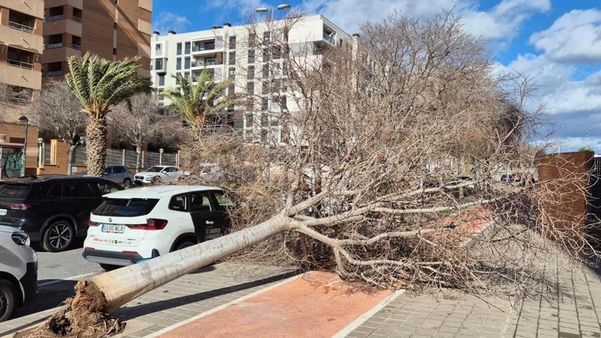 Las fuertes rachas de viento en Alicante derriban varios árboles en el PAU 1