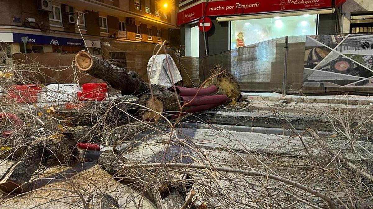 Árboles talados en la avenida Primo de Rivera por las obras del plan de movilidad