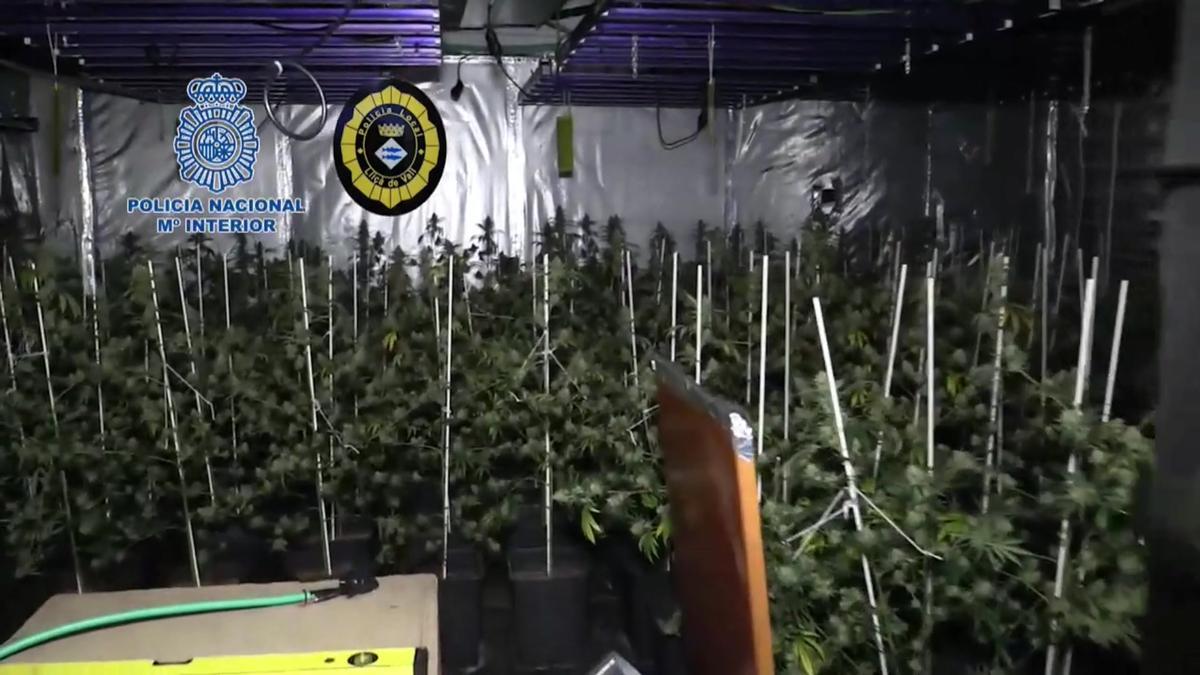 Cinco detenidos por cultivar 1.530 plantas de marihuana en el Baix Penedès