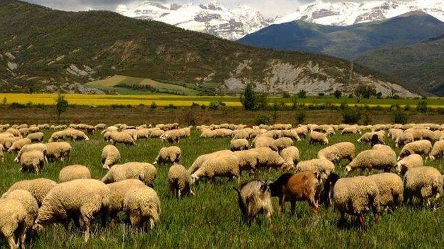 CITA y Unizar diseñan un sistema de pagos por servicios para la agricultura