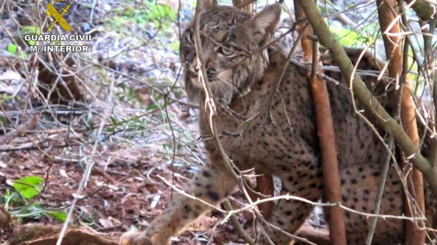 Medio Ambiente libera el primer lince ibérico tras rebajar la especie su nivel de amenaza