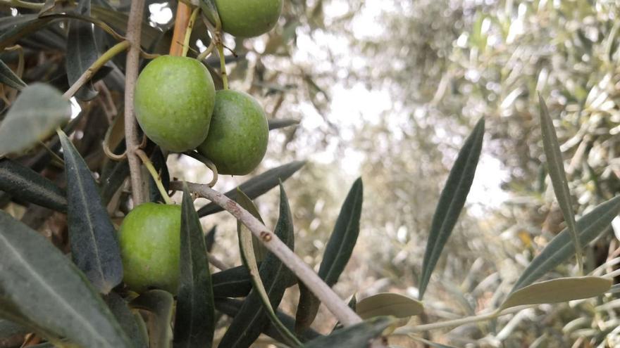 Aceitunas de verdeo que se van a recoger esta semana en Archidona.