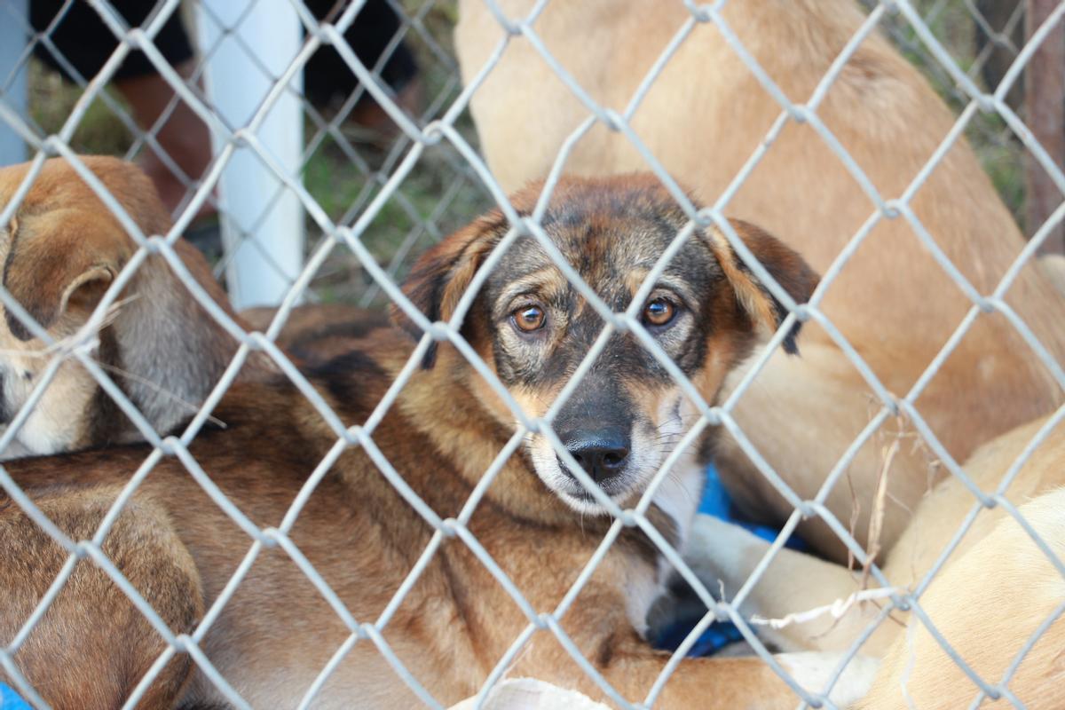 Tras la pandemia, ha aumentado el número de perros abandonados.