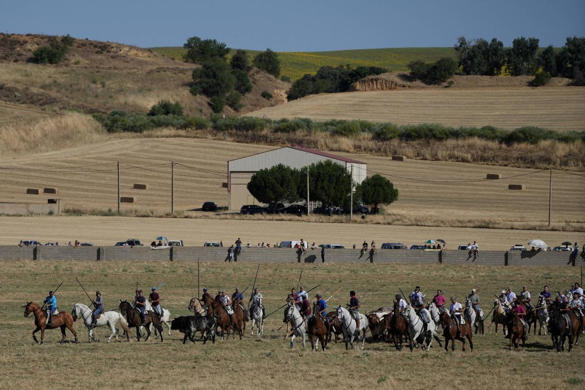 Tradición y espectación en el arranque de los espantes de Fuentesaúco Tradición y espectación en el arranque de los espantes de Fuentesaúco