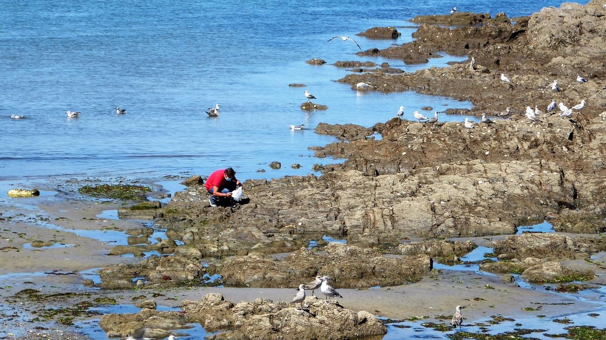 Gaviotas de distintas especies en rocas de la playa de Santa Cruz