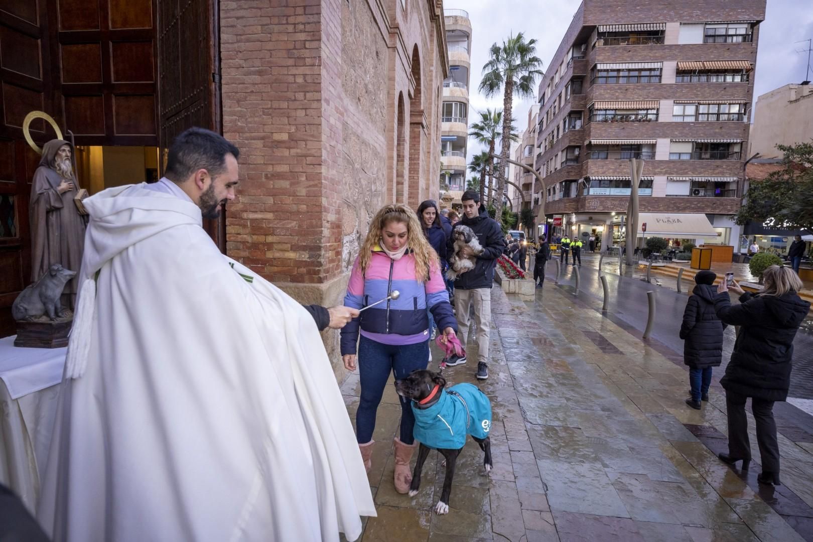 Bendición de animales por San Antón bajo una lluvia invernal en Torrevieja