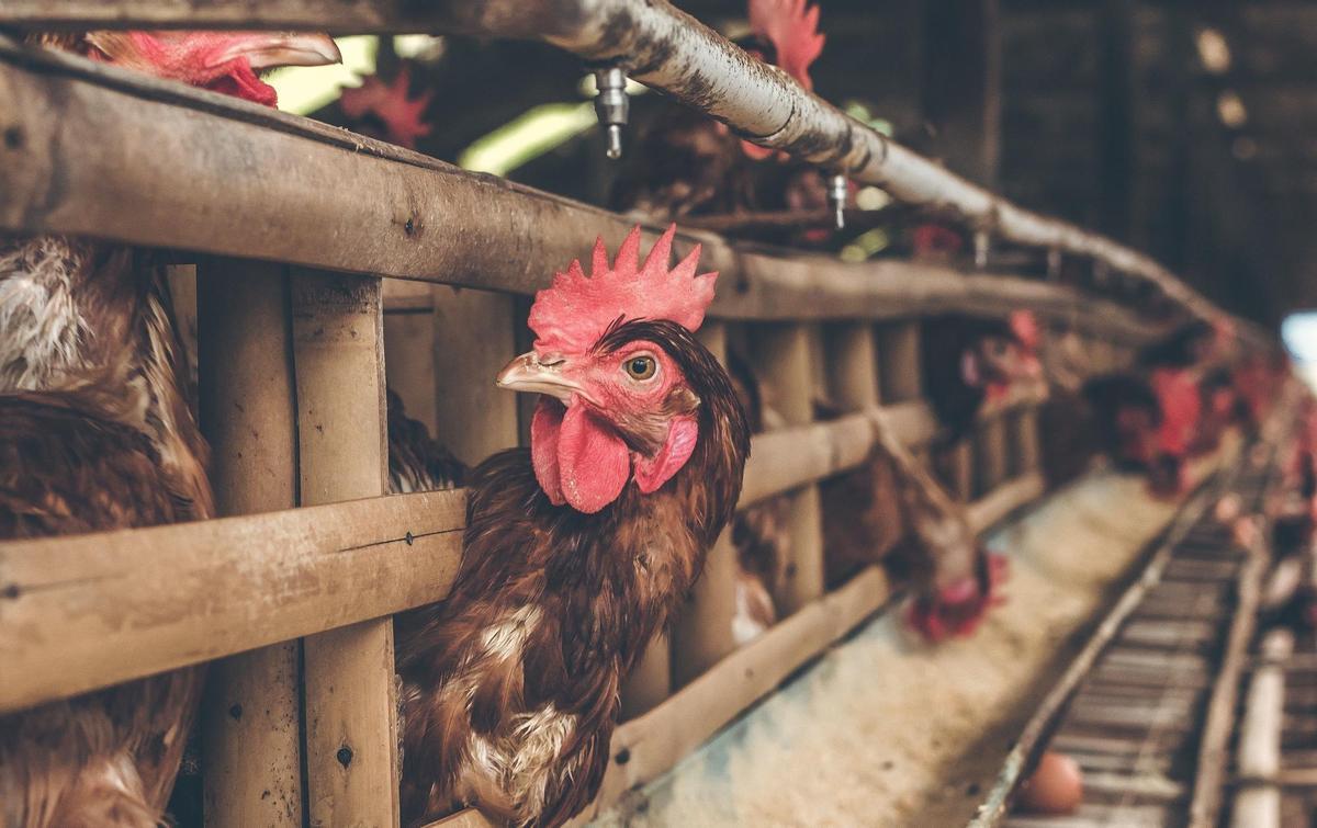 La expansión de gripe aviar en aves silvestres, una nueva preocupación
