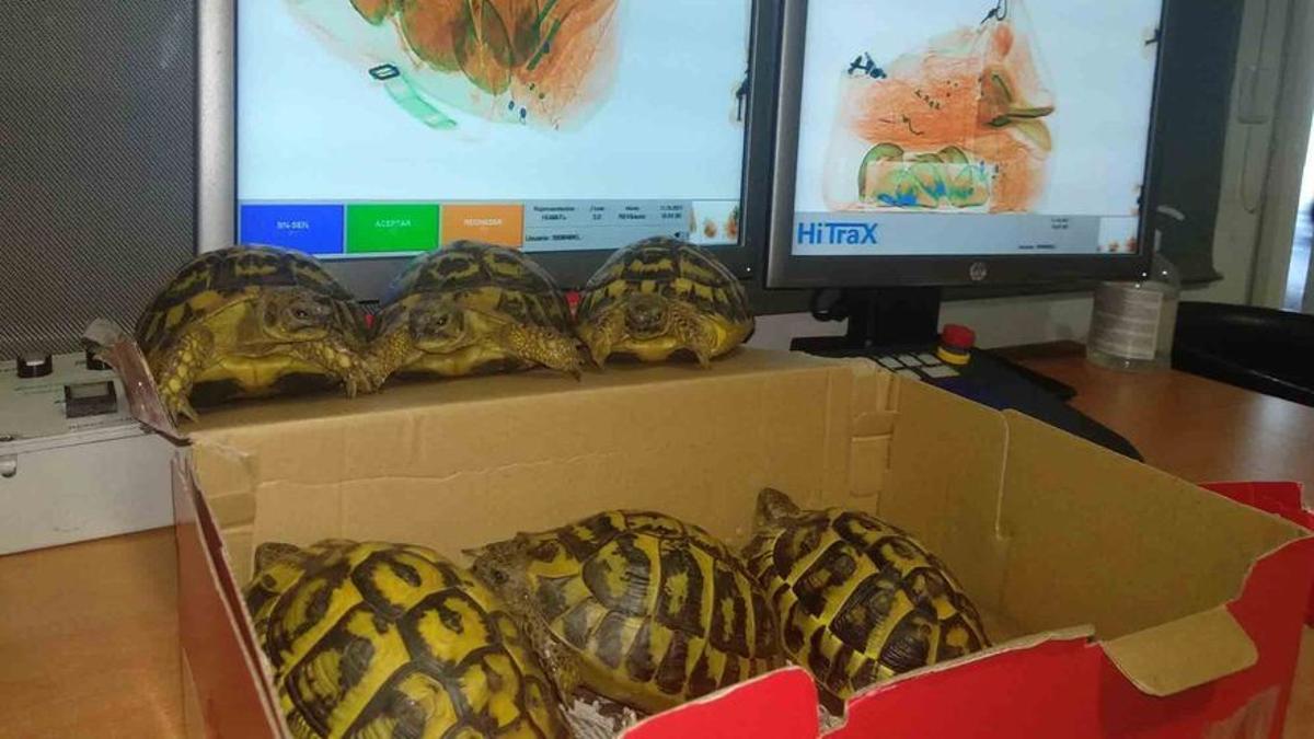 Intervienen en el aeropuerto de Palma seis tortugas ocultas en una caja de zapatos