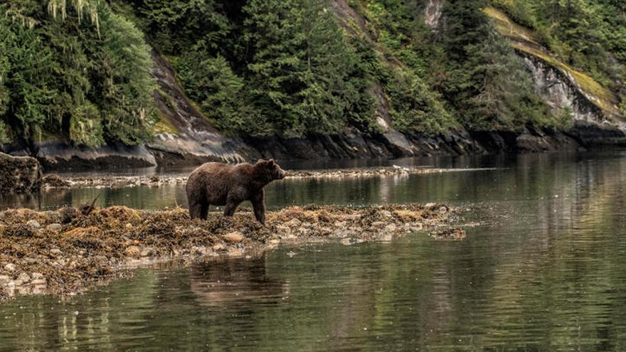 El impactante paseo de un oso por un hotel en EEUU