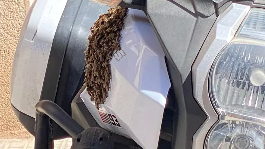 El vídeo del enjambre de abejas en el depósito de una moto que ha obligado a cortar una céntrica calle de Palma
