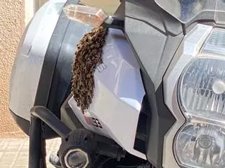 El vídeo del enjambre de abejas en el depósito de una moto que ha obligado a cortar una céntrica calle de Palma