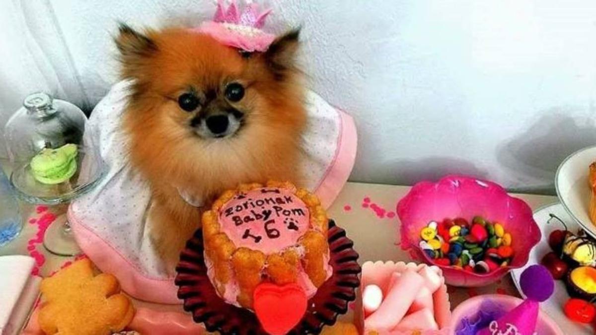 Perro celebrando un cumpleaños