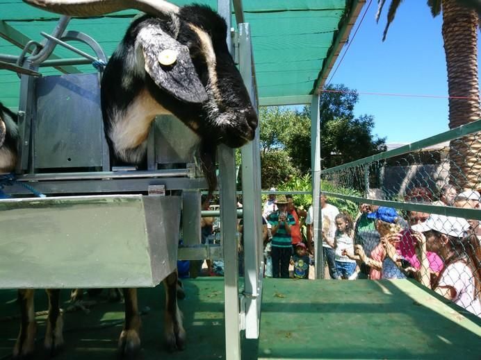 Feria de Ganado 2017 en Arucas