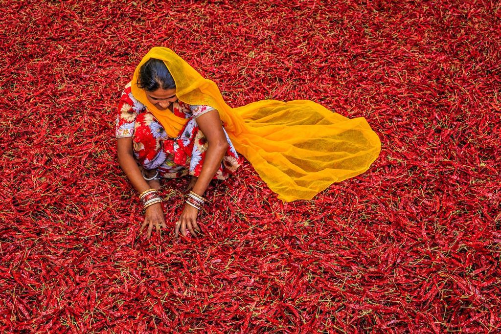 Mujer clasificando chiles rojos cerca de Jodhpur.