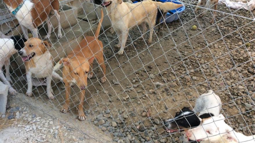 La Sonrisa Peluda recibe entre 10 y 15 avisos al día de animales abandonados.