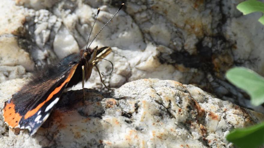 Una papallona Atalanta (Vanessa atalanta) preparada per xuclar el nèctar d&#039;una planta.