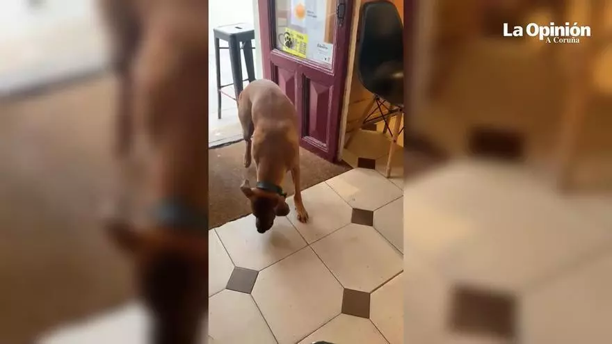 Un bar de la Ciudad Vieja de A Coruña estrena servicio pelotari