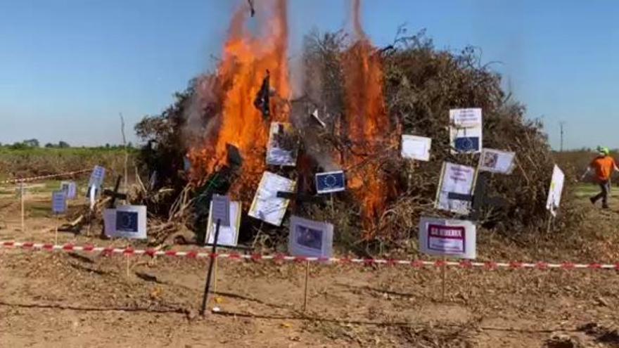 Una "falla" de naranjos arrancados arde en Algemesí