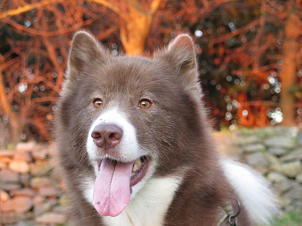 El Canadian Eskimo es una de las razas de perros más caras en España