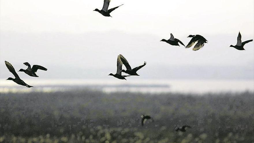 Els parcs naturals eduquen sobre les aus migratòries